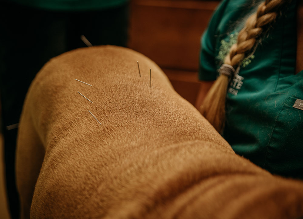 Acupuncture & Herbs Quinte Animal Hospital