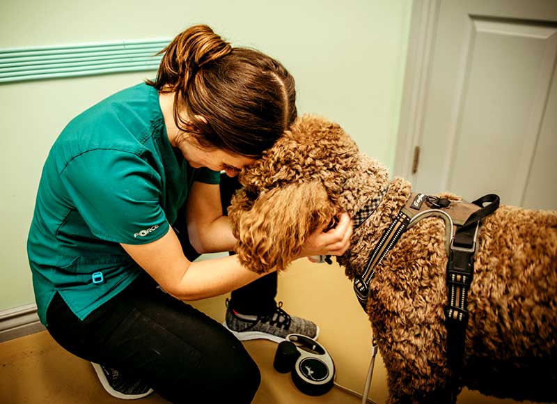 Home Quinte Animal Hospital