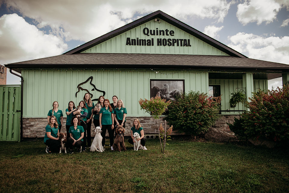 About Us Quinte Animal Hospital   About Sec5 New 